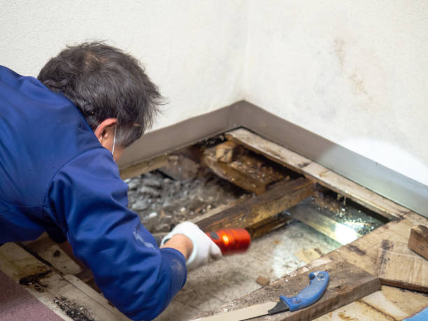 Best Mold Remediation  in Berkley, CO