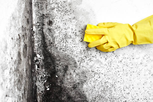 Best Certified Mold Removal  in Berkley, CO