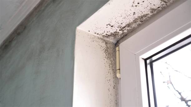 Best Attic Mold Removal  in Berkley, CO