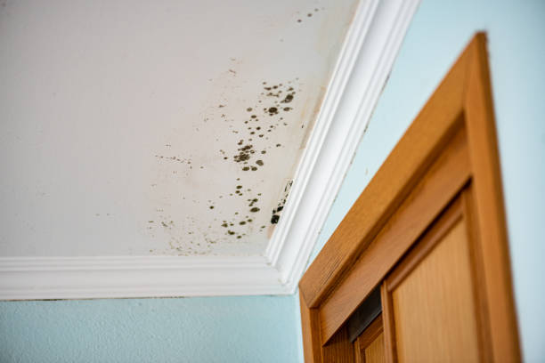 Best Mold Removal Process  in Berkley, CO