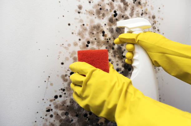 Berkley, CO Mold Removal Company