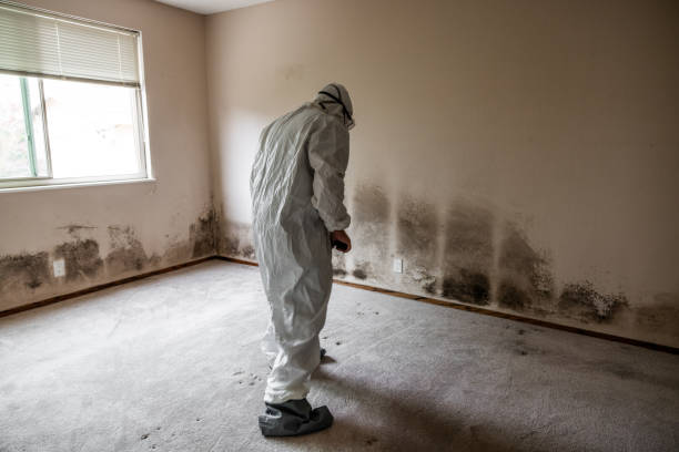 Best Commercial Mold Removal  in Berkley, CO