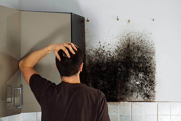 Best Certified Mold Removal  in Berkley, CO