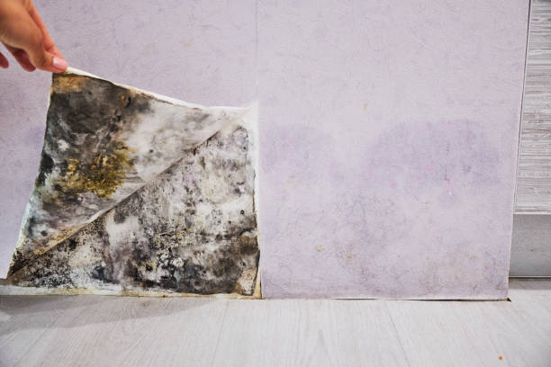 Best Mold Removal and Inspection  in Berkley, CO